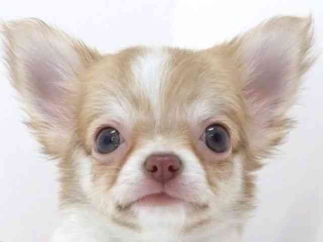 大阪府のチワワ(ロング) (ひごペットフレンドリーいこらもーる泉佐野店/2025年12月28日生まれ/男の子/レッドホワイト)の子犬の1枚目の画像