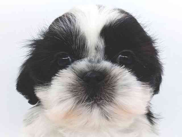 大阪府のシーズー (ひごペットフレンドリー泉ヶ丘店/2026年1月1日生まれ/女の子/ブラックホワイト)の子犬の1枚目の画像