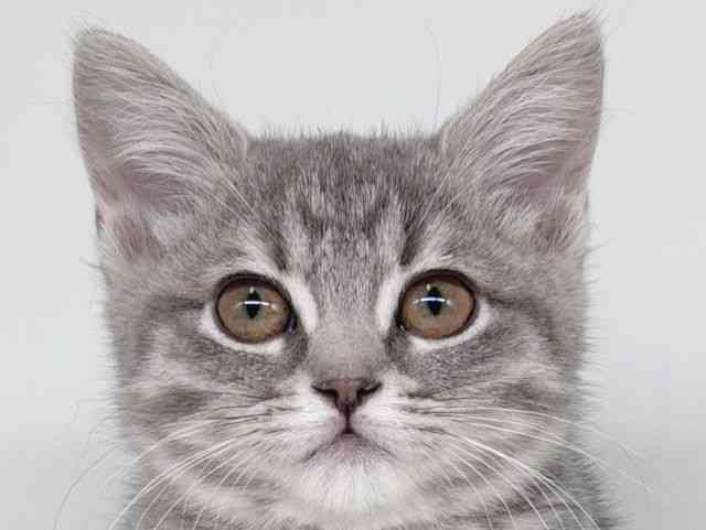 大阪府のマンチカン (ひごペットフレンドリー瓜破店/2026年1月10日生まれ/女の子/ブルーパッチドタビー)の子猫の1枚目の画像