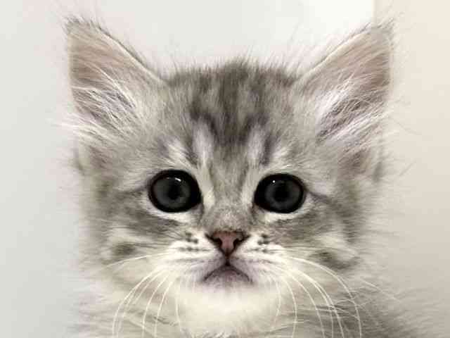 大阪府のマンチカン (ひごペットフレンドリーアクロスプラザ住之江店/2026年1月10日生まれ/女の子/シルバータビー)の子猫の1枚目の画像