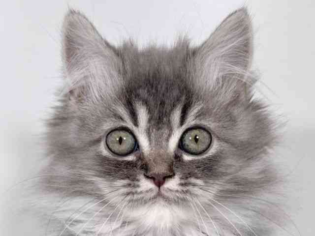 京都府のラガマフィン (ひごペットフレンドリーイズミヤショッピングセンター八幡店/2026年1月10日生まれ/男の子/ブルー)の子猫の1枚目の画像