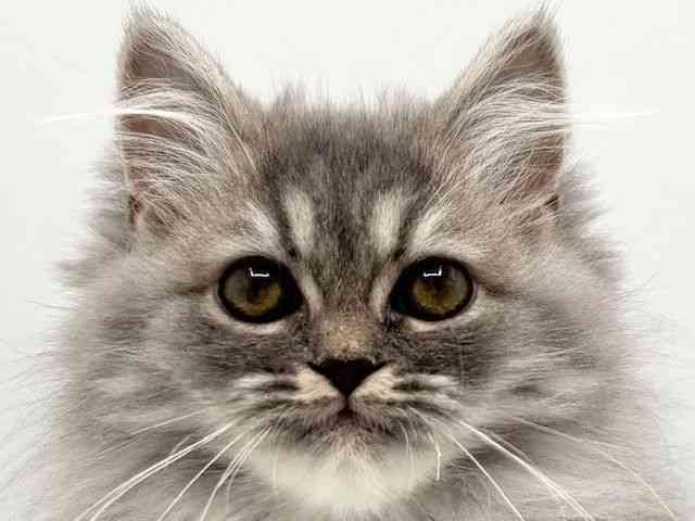 大阪府のラガマフィン (ひごペットフレンドリーみのおキューズモール店/2026年1月10日生まれ/女の子/ブルー)の子猫