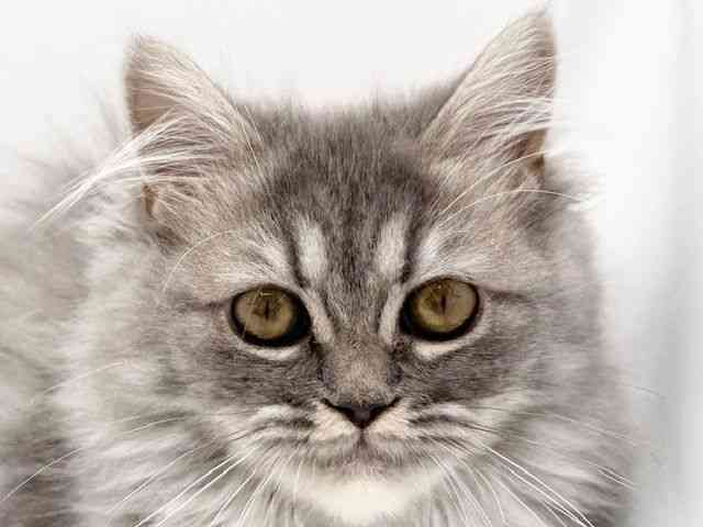 大阪府のラガマフィン (ひごペットフレンドリーみのおキューズモール店/2026年1月10日生まれ/女の子/ブルー)の子猫の1枚目の画像