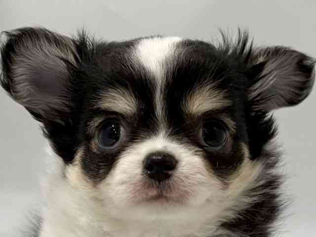 京都府のチワワ(ロング) (ひごペットフレンドリー京都店/2026年1月10日生まれ/男の子/ブラックタンホワイト)の子犬の1枚目の画像