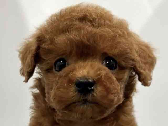 京都府のトイプードル(トイ) (ひごペットフレンドリー京都店/2026年1月11日生まれ/女の子/レッド)の子犬の1枚目の画像