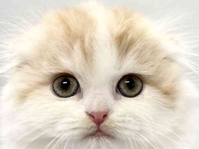 京都府のスコティッシュフォールド (ひごペットフレンドリー京都店/2026年1月10日生まれ/女の子/レッドタビーホワイト)の子猫の1枚目の画像