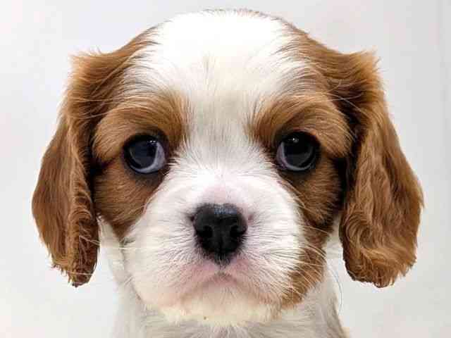 広島県のキャバリアキングチャールズスパニエル (ひごペットフレンドリーゆめタウン廿日市店/2026年1月9日生まれ/女の子/ブレンハイム)の子犬