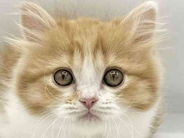 大阪府のミヌエット (ひごペットフレンドリーららぽーとEXPOCITY店/2026年1月6日生まれ/女の子/レッドタビーホワイト)の子猫の1枚目の画像