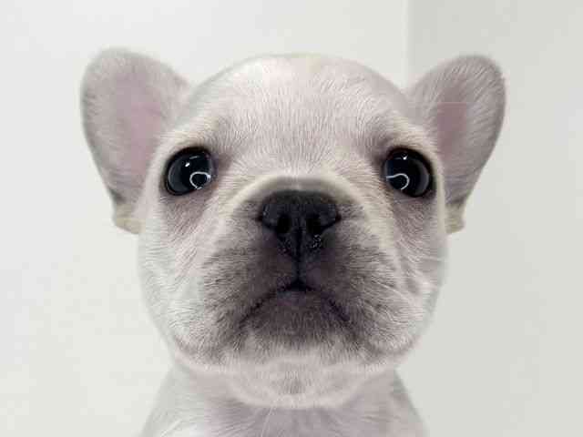 兵庫県のフレンチブルドッグ (ひごペットフレンドリーイトーヨーカドー明石店/2026年1月11日生まれ/女の子/クリーム)の子犬