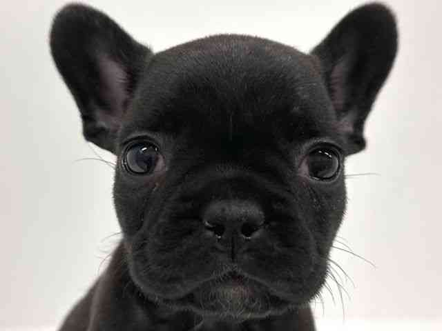福岡県のフレンチブルドッグ (ひごペットフレンドリーリバーウォーク北九州店/2026年1月11日生まれ/女の子/ブリンドル)の子犬の1枚目の画像