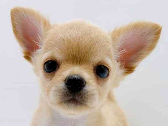 広島県のチワワ(ロング) (ひごペットフレンドリーフジグラン神辺店/2026年1月10日生まれ/男の子/クリーム)の子犬の1枚目の画像