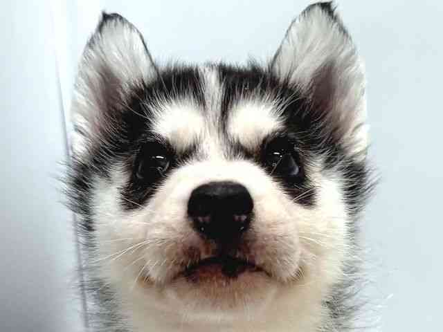 奈良県のシベリアンハスキー (ひごペットフレンドリー奈良パワーシティ店/2026年1月11日生まれ/男の子/ブラックホワイト)の子犬