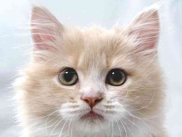 大阪府のマンチカン (ひごペットフレンドリー堺プラットプラット店/2026年1月9日生まれ/男の子/クリームタビーホワイト)の子猫の1枚目の画像