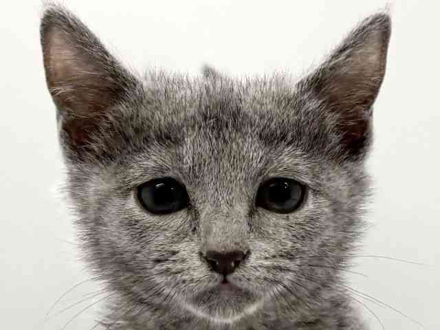 京都府のロシアンブルー (ひごペットフレンドリー京都店/2026年1月3日生まれ/女の子/ブルー)の子猫の1枚目の画像