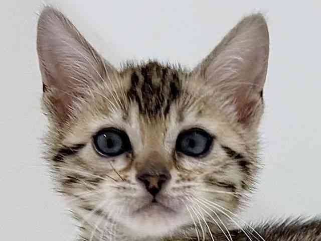 奈良県のベンガル (ひごペットフレンドリーイオンモール橿原ウエスト・ビレッジ店/2026年1月10日生まれ/女の子/ブラウンスポットタビー)の子猫の1枚目の画像