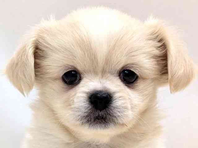 広島県のチワペキ/ペキチー/ペキチワ(チワワ×ペキニーズ) (ひごペットフレンドリーゆめタウン廿日市店/2026年1月10日生まれ/女の子/クリーム)の子犬の1枚目の画像