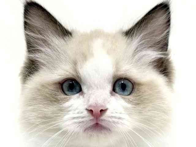 大阪府のラグドール (ひごペットフレンドリーイオン高槻店/2026年1月8日生まれ/女の子/シールポイントバイカラー)の子猫の1枚目の画像