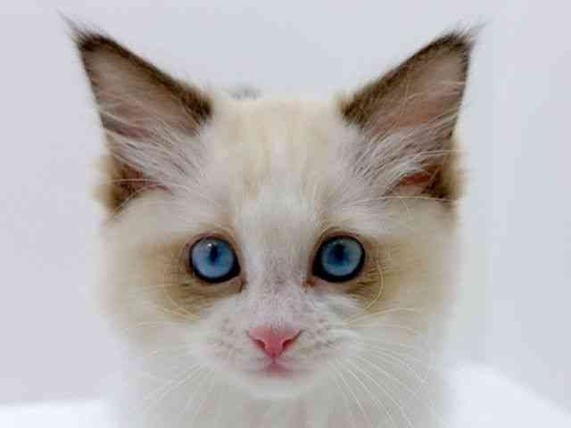 広島県のラグドール (ひごペットフレンドリーフジグラン神辺店/2026年1月8日生まれ/女の子/シールポイントバイカラー)の子猫の1枚目の画像