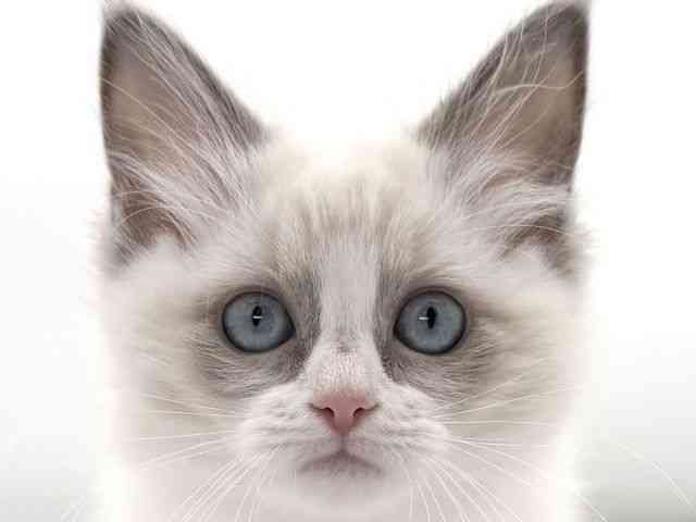 大阪府のラグドール (ひごペットフレンドリーイオンそよら海老江店/2026年1月8日生まれ/女の子/ブルーポイントバイカラー)の子猫