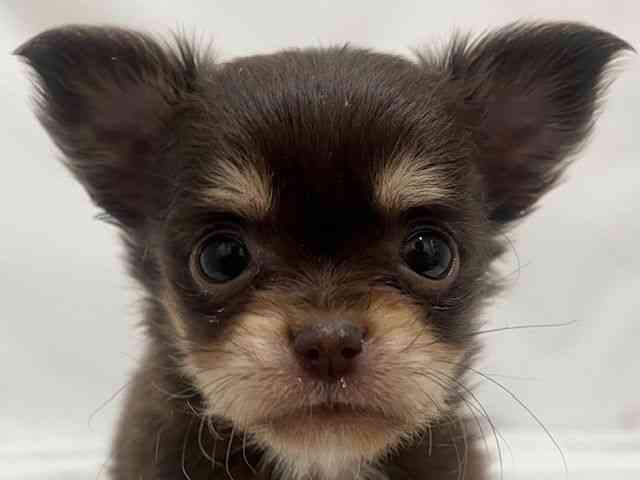 和歌山県のチワワ(ロング) (ひごペットフレンドリーパームシティ和歌山店/2026年1月10日生まれ/男の子/チョコレートタン)の子犬の1枚目の画像