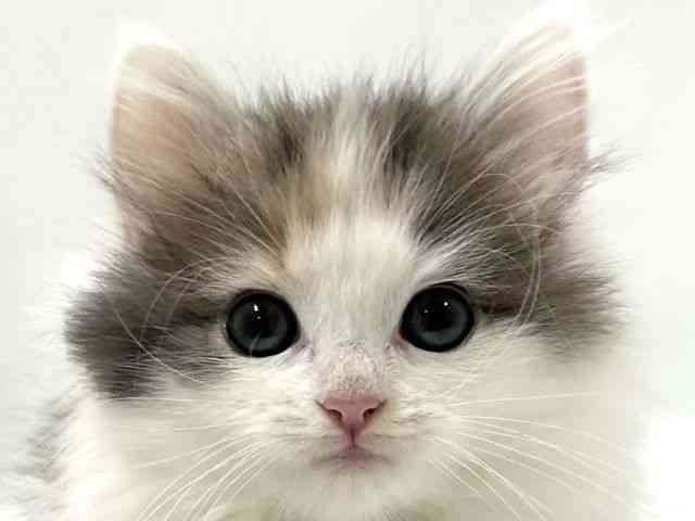 大阪府のノルウェージャンフォレストキャット (ひごペットフレンドリーアクロスプラザ住之江店/2026年1月10日生まれ/女の子/ダイリュートキャリコ)の子猫の1枚目の画像