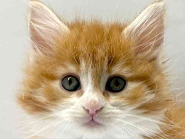 大阪府のノルウェージャンフォレストキャット (ひごペットフレンドリーベルファⅡ都島店/2026年1月10日生まれ/女の子/レッドタビーホワイト)の子猫の1枚目の画像