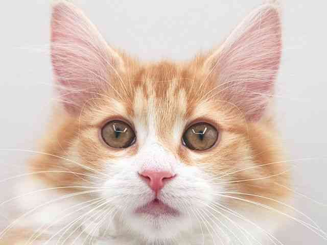 大阪府のノルウェージャンフォレストキャット (ひごペットフレンドリー泉ヶ丘店/2026年1月10日生まれ/女の子/レッドタビーホワイト)の子猫の1枚目の画像