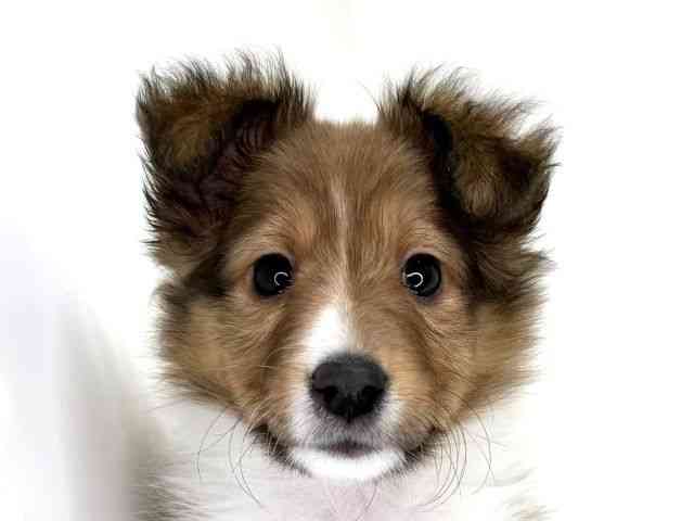 兵庫県のシェットランドシープドッグ (ひごペットフレンドリーイトーヨーカドー明石店/2025年12月30日生まれ/女の子/セーブルホワイト)の子犬の1枚目の画像