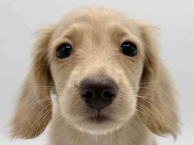 大阪府のミニチュアダックスフンド(ロング) (ひごペットフレンドリーみのおキューズモール店/2026年1月10日生まれ/男の子/イエロー)の子犬の1枚目の画像