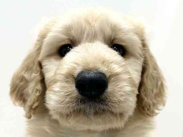 愛知県のゴールデンドゥードゥル(ゴールデン×プードル) (ひごペットフレンドリーららぽーと名古屋みなとアクルス店/2026年1月10日生まれ/男の子/クリーム)の子犬の1枚目の画像