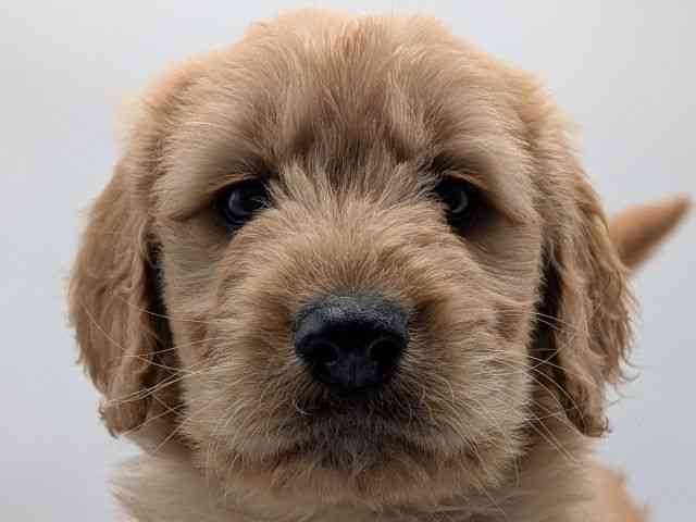 香川県のゴールデンドゥードゥル(ゴールデン×プードル) (ひごペットフレンドリーゆめタウン高松店/2026年1月10日生まれ/男の子/クリーム)の子犬の1枚目の画像