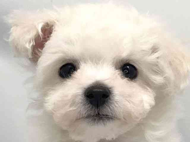 京都府のビションフリーゼ (ひごペットフレンドリー洛北阪急スクエア店/2026年1月10日生まれ/男の子/ホワイト)の子犬の1枚目の画像