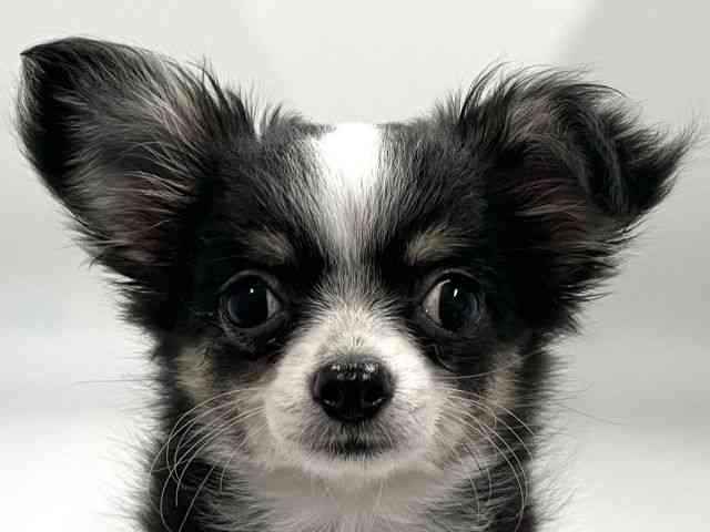 京都府のチワワ(ロング) (ひごペットフレンドリー京都店/2026年1月10日生まれ/女の子/ブラックホワイト)の子犬の1枚目の画像