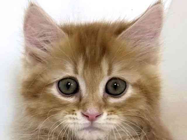 大阪府のミヌエット (ひごペットフレンドリーアクロスプラザ住之江店/2026年1月5日生まれ/男の子/レッドタビーホワイト)の子猫の1枚目の画像