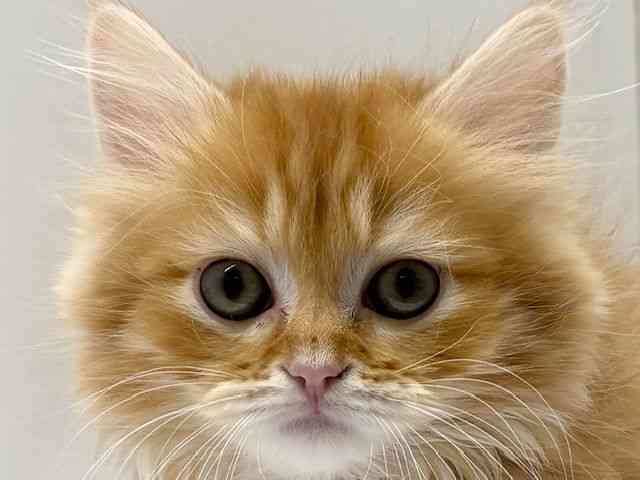 大阪府のミヌエット (ひごペットフレンドリーベルファⅡ都島店/2026年1月5日生まれ/女の子/レッドタビーホワイト)の子猫の1枚目の画像