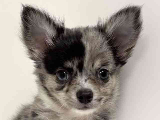 愛知県のチワワ(ロング) (ひごペットフレンドリーイトーヨーカドー知多店/2026年1月10日生まれ/男の子/ブルーマール)の子犬