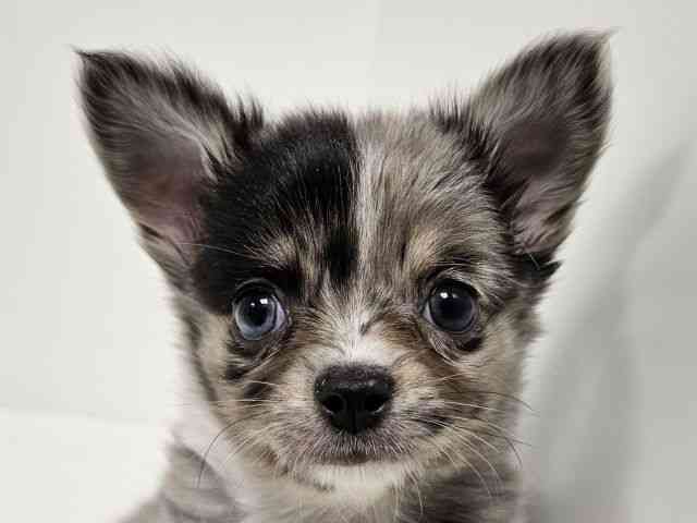 愛知県のチワワ(ロング) (ひごペットフレンドリーイトーヨーカドー知多店/2026年1月10日生まれ/男の子/ブルーマール)の子犬の1枚目の画像