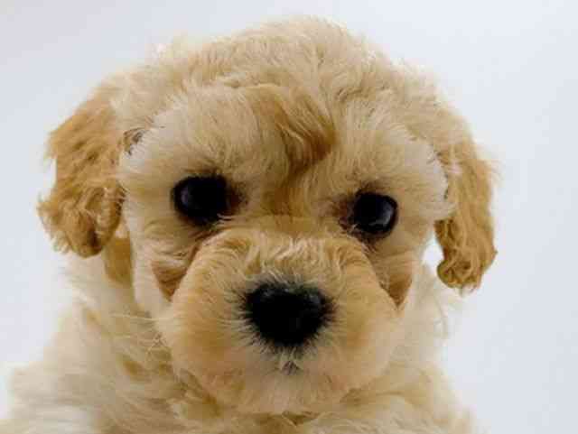 広島県のマルプー(マルチーズ×プードル) (ひごペットフレンドリーフジグラン神辺店/2026年1月10日生まれ/女の子/クリーム)の子犬の1枚目の画像