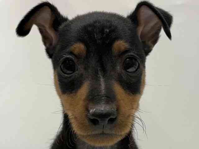 愛知県のミニチュアピンシャー (ひごペットフレンドリーヴィアモール アピタ江南西店/2026年1月11日生まれ/男の子/ブラックタン)の子犬の1枚目の画像