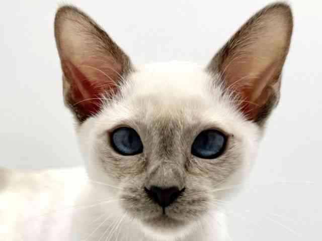 大阪府のトンキニーズ (ひごペットフレンドリーみのおキューズモール店/2026年1月9日生まれ/女の子/プラチナポイント)の子猫の1枚目の画像