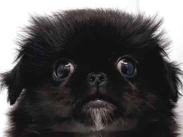 奈良県のペキニーズ (ひごペットフレンドリー奈良パワーシティ店/2026年1月10日生まれ/男の子/ブラックホワイト)の子犬の1枚目の画像