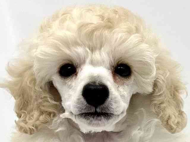 大阪府のミニチュアプードル (ひごペットフレンドリーイオンタウン茨木太田店/2026年1月8日生まれ/男の子/ホワイト)の子犬