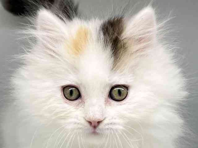 徳島県のマンチカン (ひごペットフレンドリーゆめタウン徳島店/2026年1月9日生まれ/女の子/ブラウンパッチドタビーホワイト)の子猫