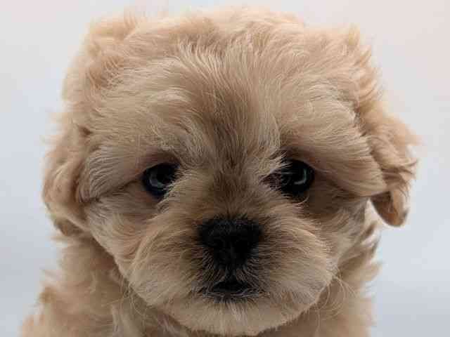 香川県のペキプー(ペキニーズ×プードル) (ひごペットフレンドリーゆめタウン高松店/2026年1月8日生まれ/女の子/アプリコット)の子犬の1枚目の画像