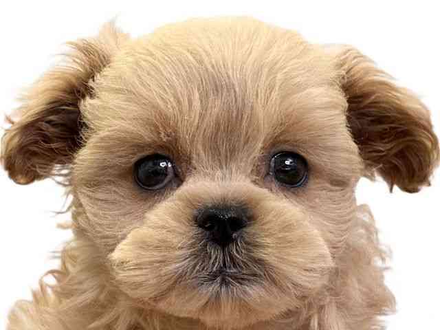 愛媛県のペキプー(ペキニーズ×プードル) (ひごペットフレンドリーエミフルMASAKI店/2026年1月8日生まれ/女の子/アプリコット)の子犬の1枚目の画像