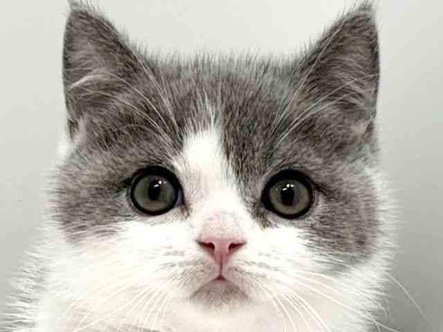 大阪府のブリティッシュショートヘアー (ひごペットフレンドリーイオン高槻店/2026年1月10日生まれ/男の子/ブルーホワイト)の子猫の1枚目の画像