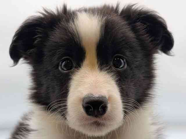 香川県のボーダーコリー (ひごペットフレンドリーゆめタウン高松店/2026年1月10日生まれ/男の子/ブラックホワイト)の子犬の1枚目の画像