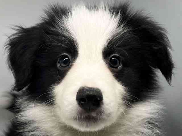 徳島県のボーダーコリー (ひごペットフレンドリーゆめタウン徳島店/2026年1月10日生まれ/男の子/ブラックホワイト)の子犬の1枚目の画像