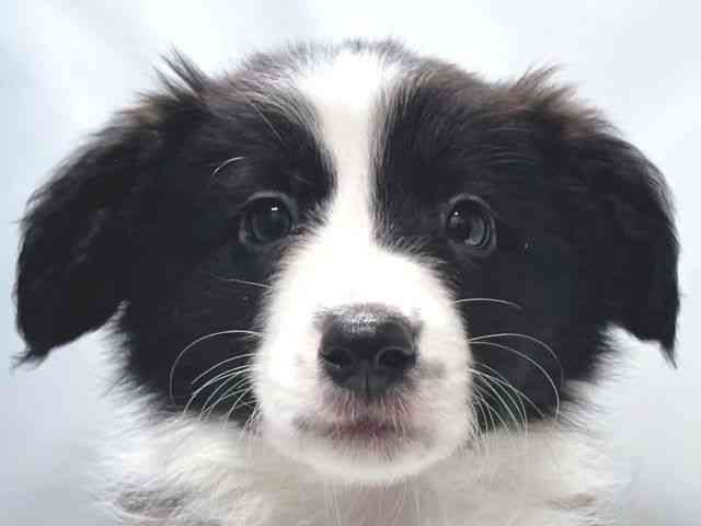 大阪府のボーダーコリー (ひごペットフレンドリー堺プラットプラット店/2026年1月10日生まれ/男の子/ブラックホワイト)の子犬の1枚目の画像