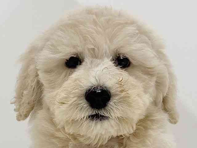 奈良県のスタンダードプードル (ひごペットフレンドリーイオンモール橿原ウエスト・ビレッジ店/2026年1月5日生まれ/男の子/ペールフォーン)の子犬の1枚目の画像